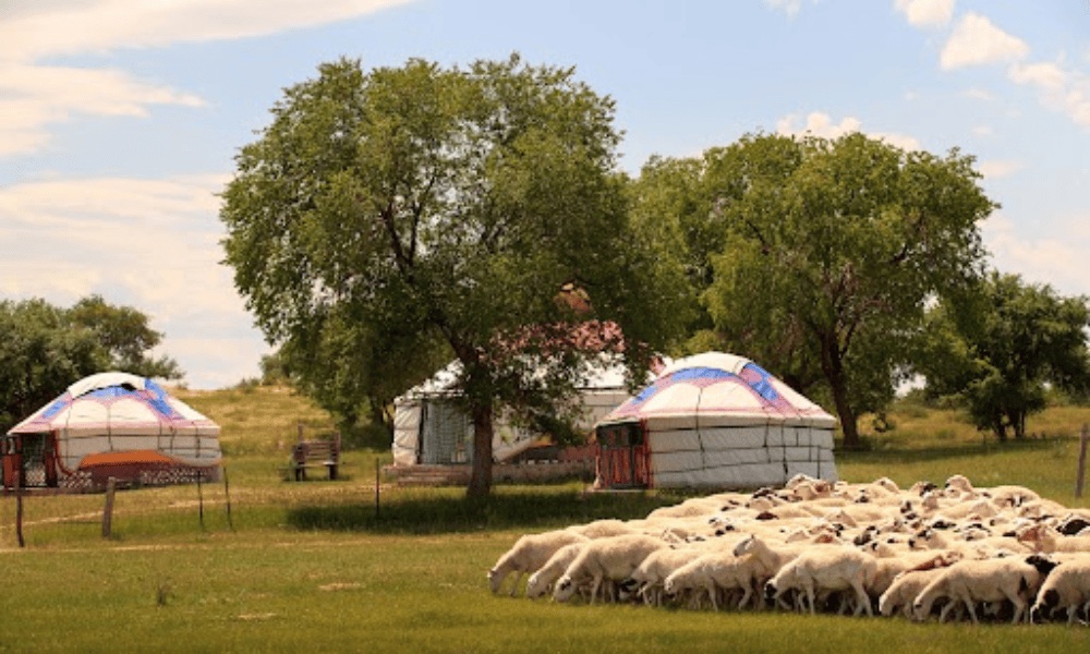 Visiting a Nomadic Family in Mongolia: Ger Etiquette & What to Expect